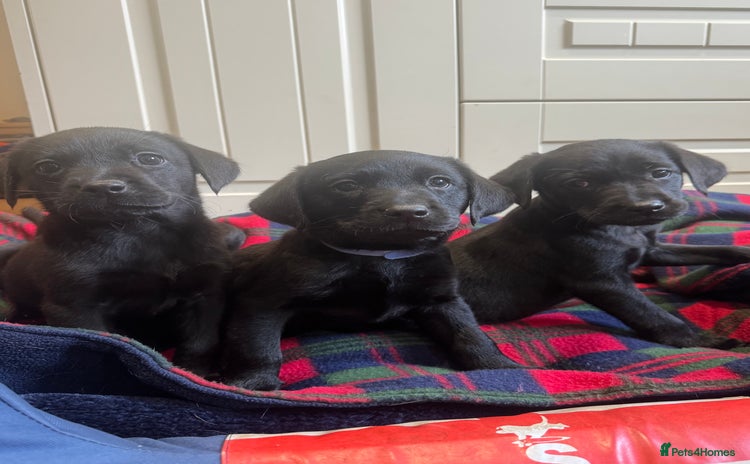 Labrador Retriever dogs - Advert 11