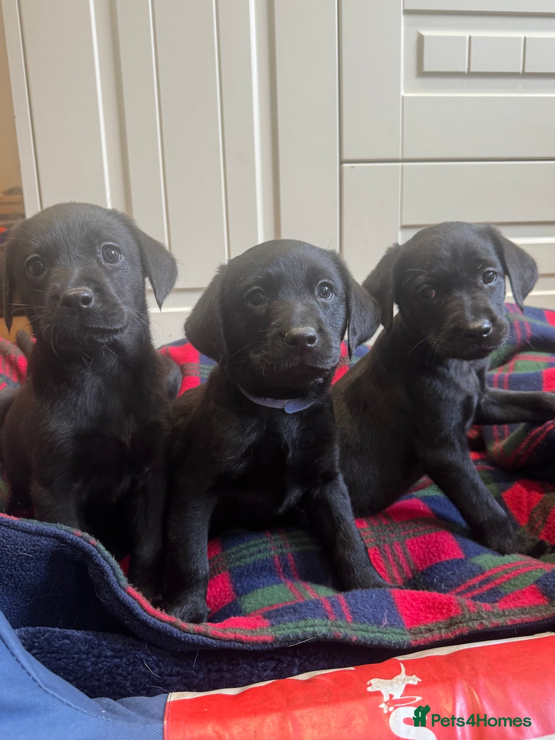 Labrador Retriever dogs for sale: KC registered working line- health tested parents  - Image 1