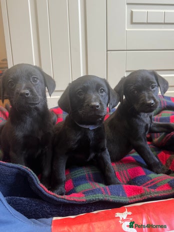 Labrador Retriever dogs - Advert 5