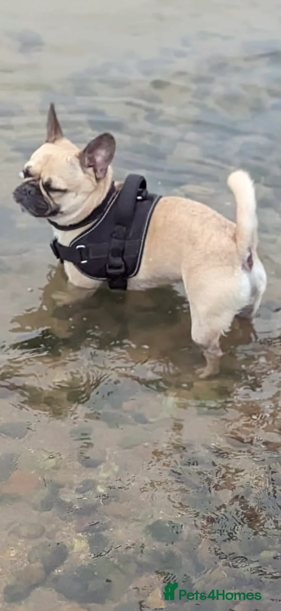 Frug dogs for sale: Frug  - Advert 6