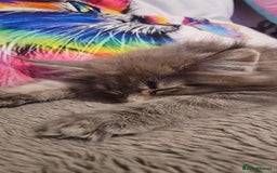 Maine Coon cats for sale: Aurora - Stunning Female Maine Coon - Image 17