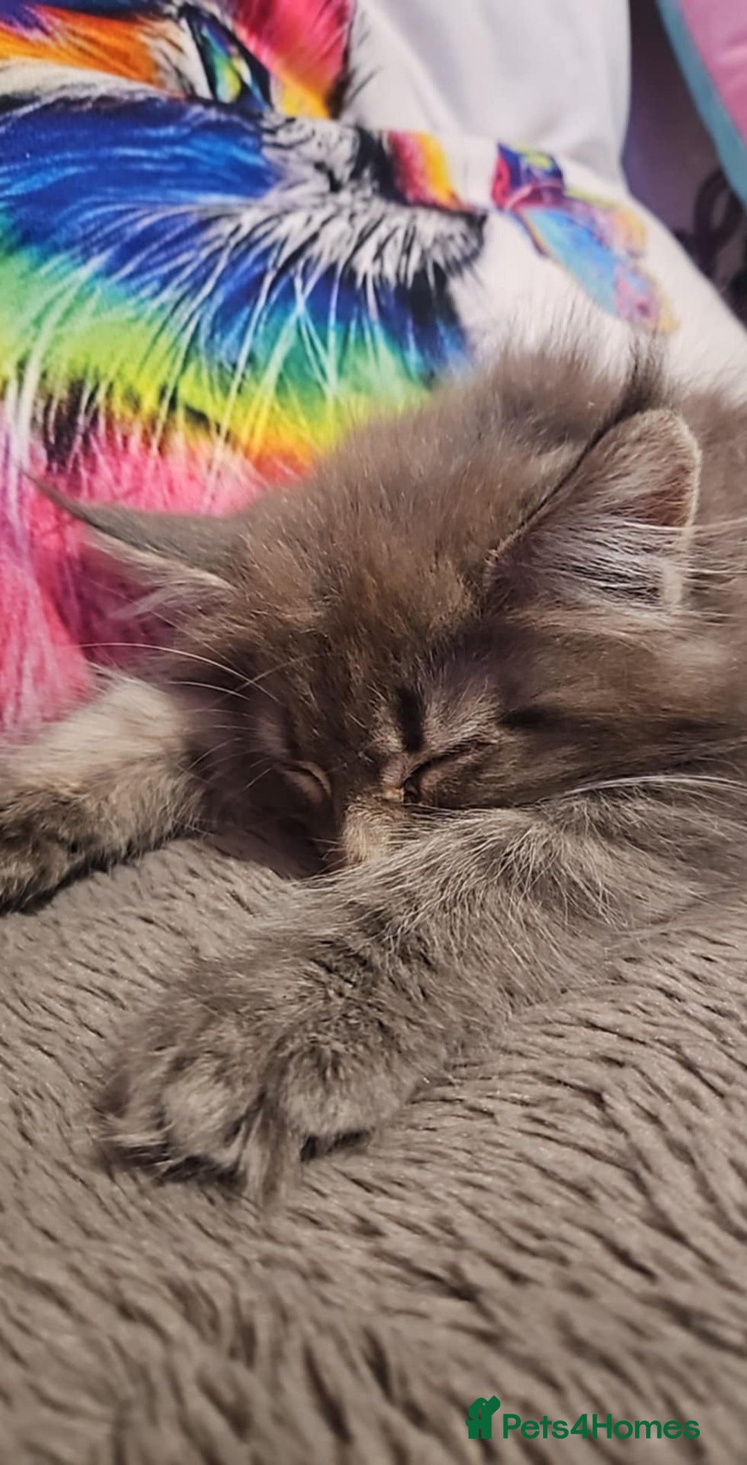 Maine Coon cats for sale: Aurora - Stunning Female Maine Coon - Image 17