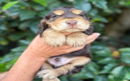 Cocker Spaniel dogs for sale: Show Cocker Spaniel pups KC reg - Image 1