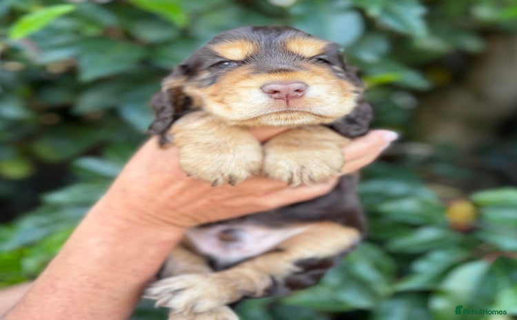 Cocker Spaniel dogs - Advert 4