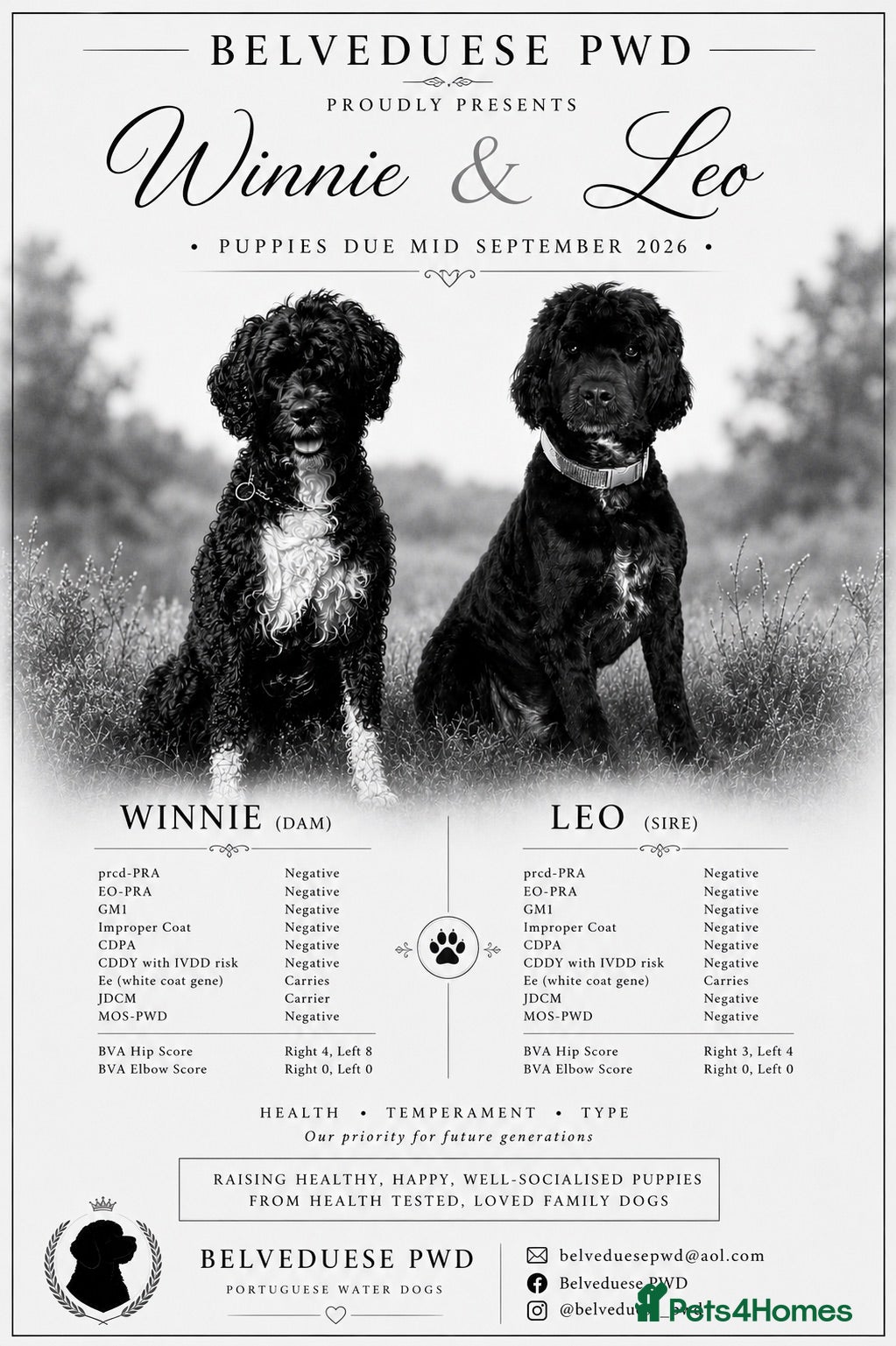 Portuguese Water Dog dogs PWD puppies due mid sept - Advert 14
