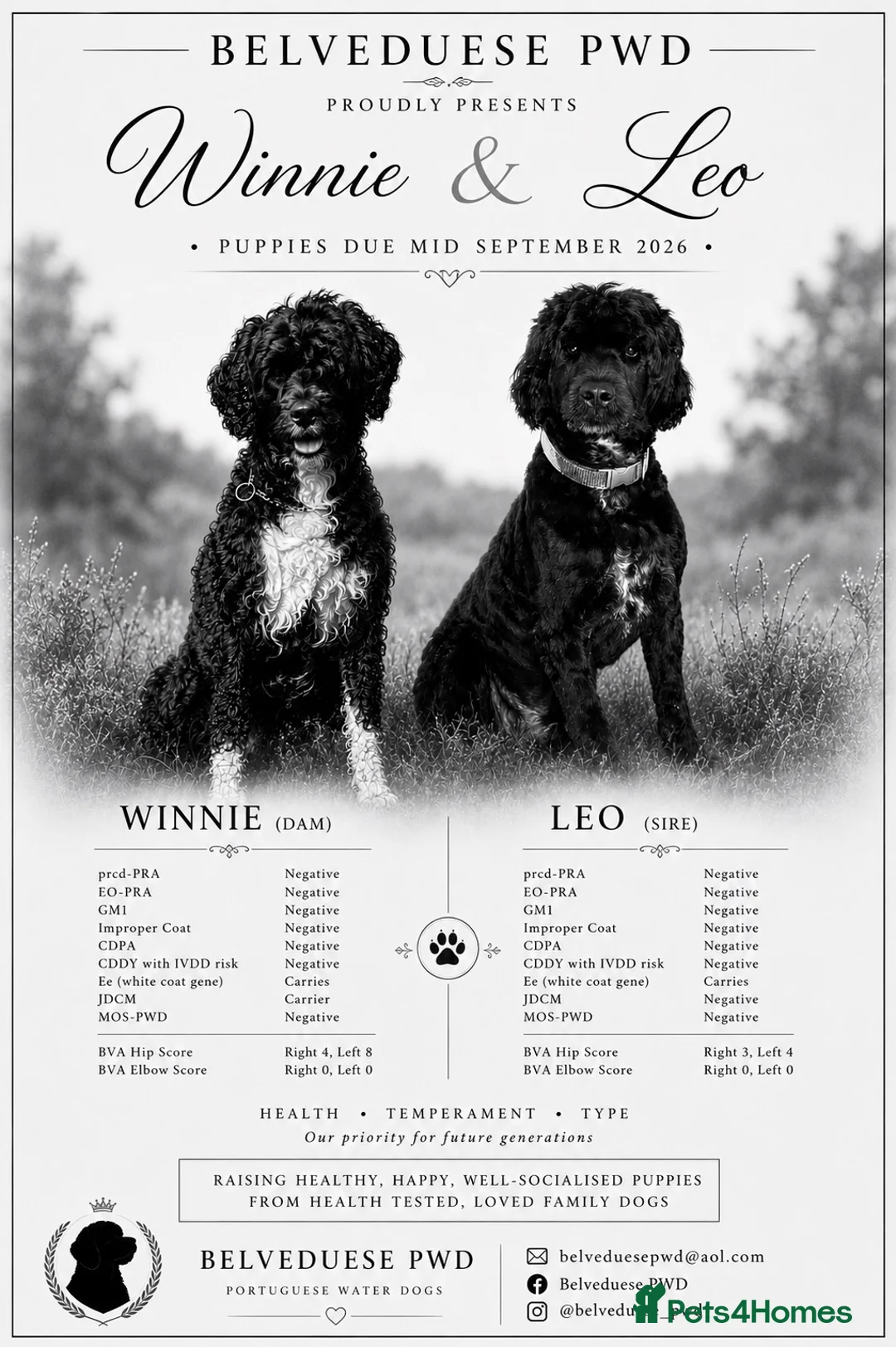 Portuguese Water Dog dogs for sale: PWD puppies due mid sept - Advert 1