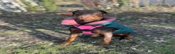Dobermann dogs for sale: Doberman - Advert 2