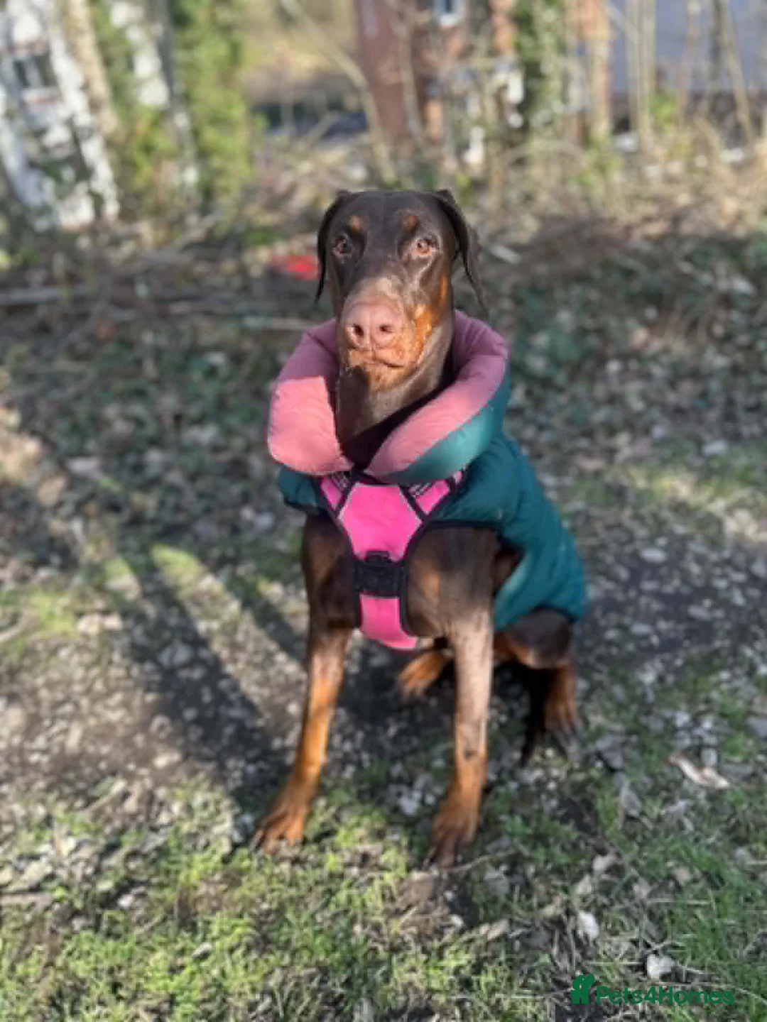 Dobermann dogs for sale: Doberman - Advert 2