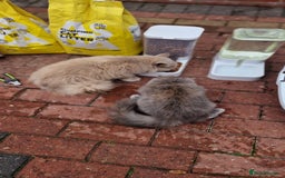 British Longhair cats for sale: British long hair - Image 8