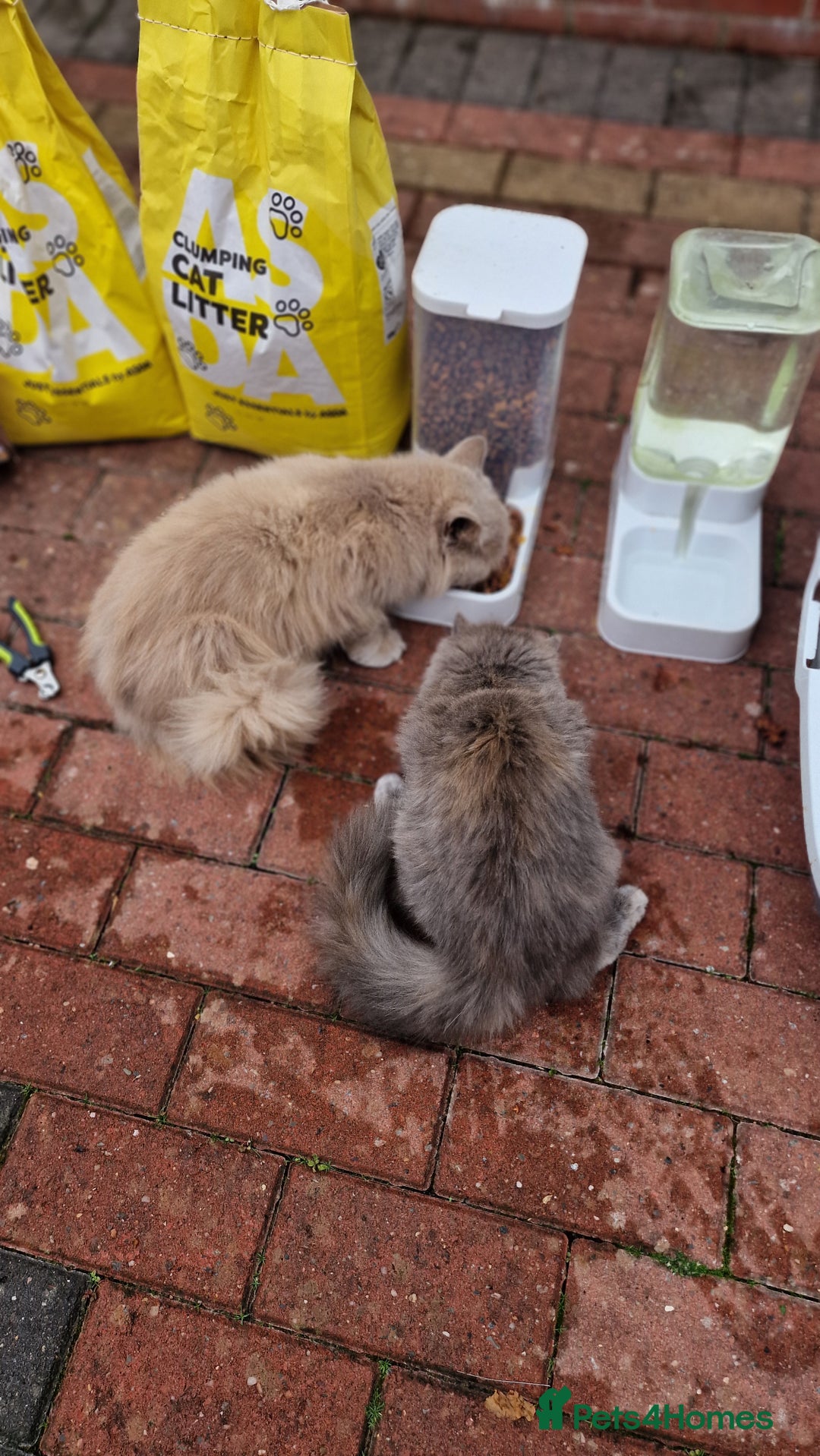 British Longhair cats for sale: British long hair - Image 8