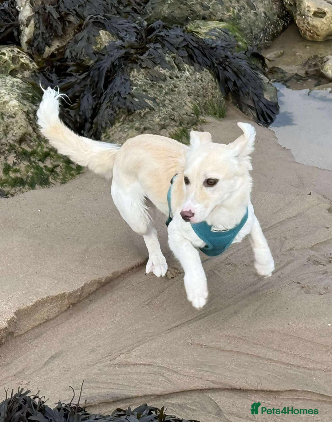 Mixed Breed dogs for adoption: ❤️🐾 Snoopy 🐾❤️ - Advert 4