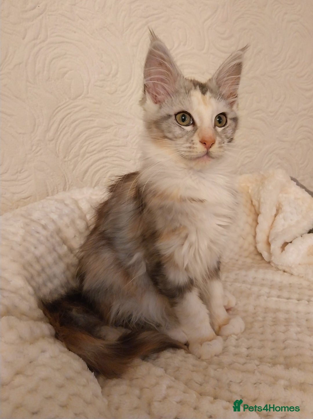 Maine Coon cats for sale: Stunning Maine Coon Kitten. Tica Reg. Tortie. - Advert 5