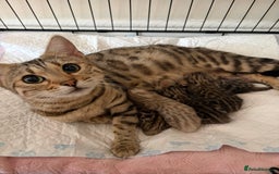 Bengal cats for sale: Pure Bengal Kittens Available  - Image 24