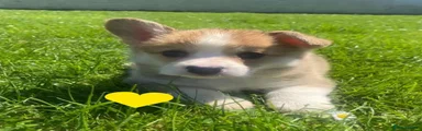 Welsh Corgi Pembroke 5