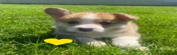 Welsh Corgi Pembroke dogs for sale: Gorgeous RKC reg corgi's DNA health tested parents - Advert 7