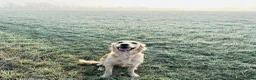Golden Retriever dogs for sale: Female golden retriever for sale  - Advert 5