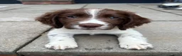 Sprocker dogs for sale: Working Sprocker Puppy - Advert 1
