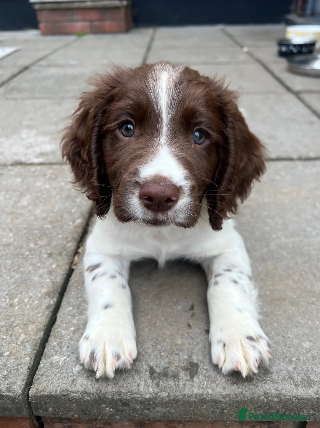Sprocker dogs for sale: Working Sprocker Puppy - Advert 1