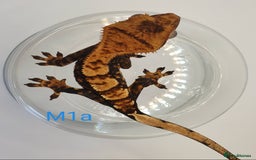 Gecko reptiles for sale: Juvenile Crested Geckos - Image 2