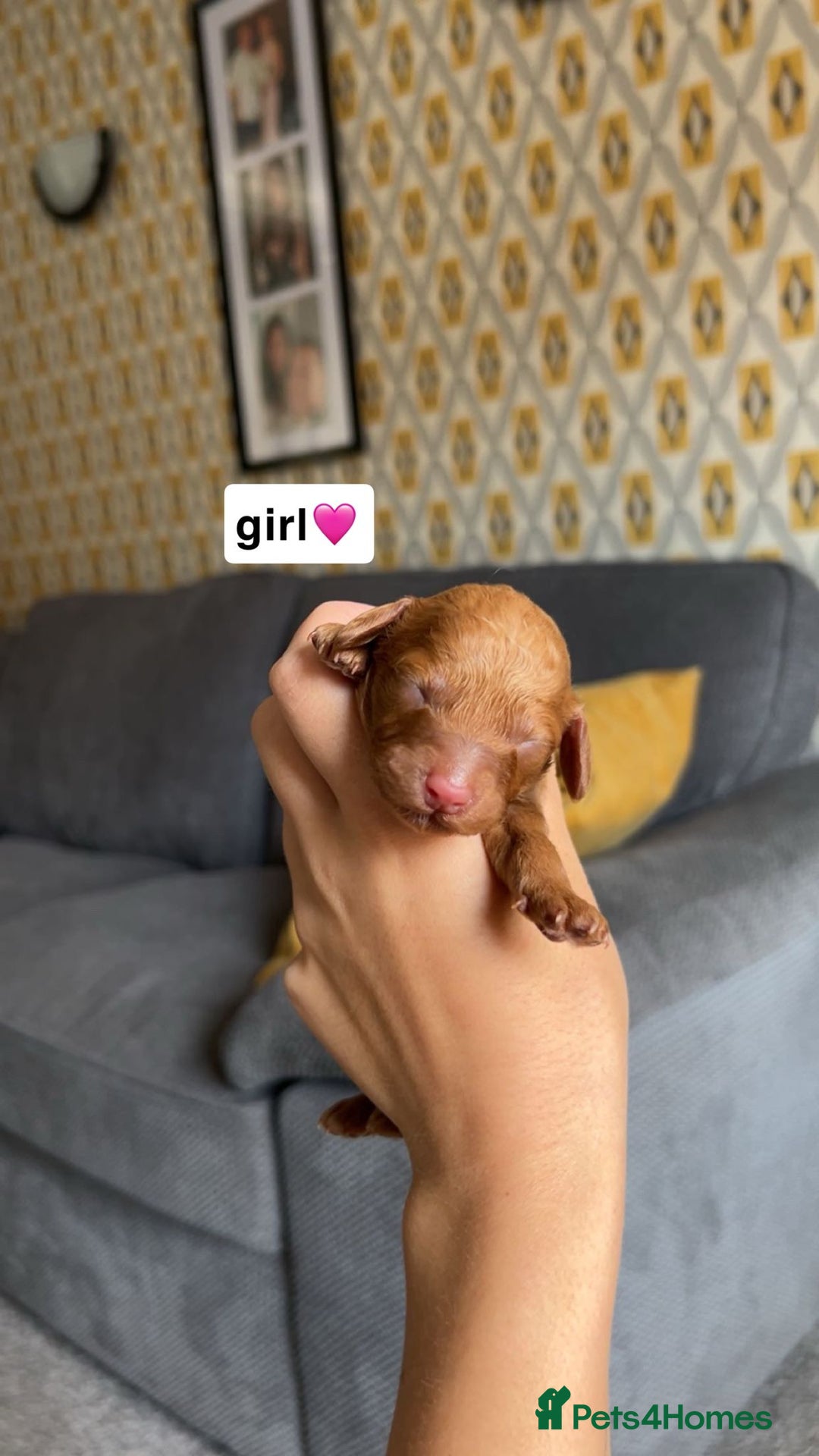 Cockapoo dogs for sale: 2 weeks old cockapoos  - Image 35