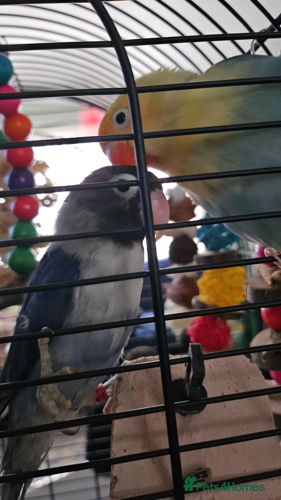 Lovebirds birds for sale: 2 bonded female lovebirds to be taken together.  - Advert 3