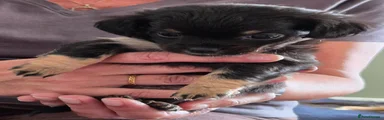 Chiweenie 3