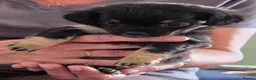 Chiweenie dogs for sale: Chiweenies  in Sandwich - Advert 1