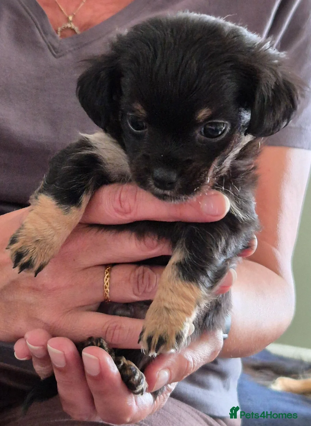 Chiweenie dogs for sale: Chiweenies  in Sandwich - Advert 1