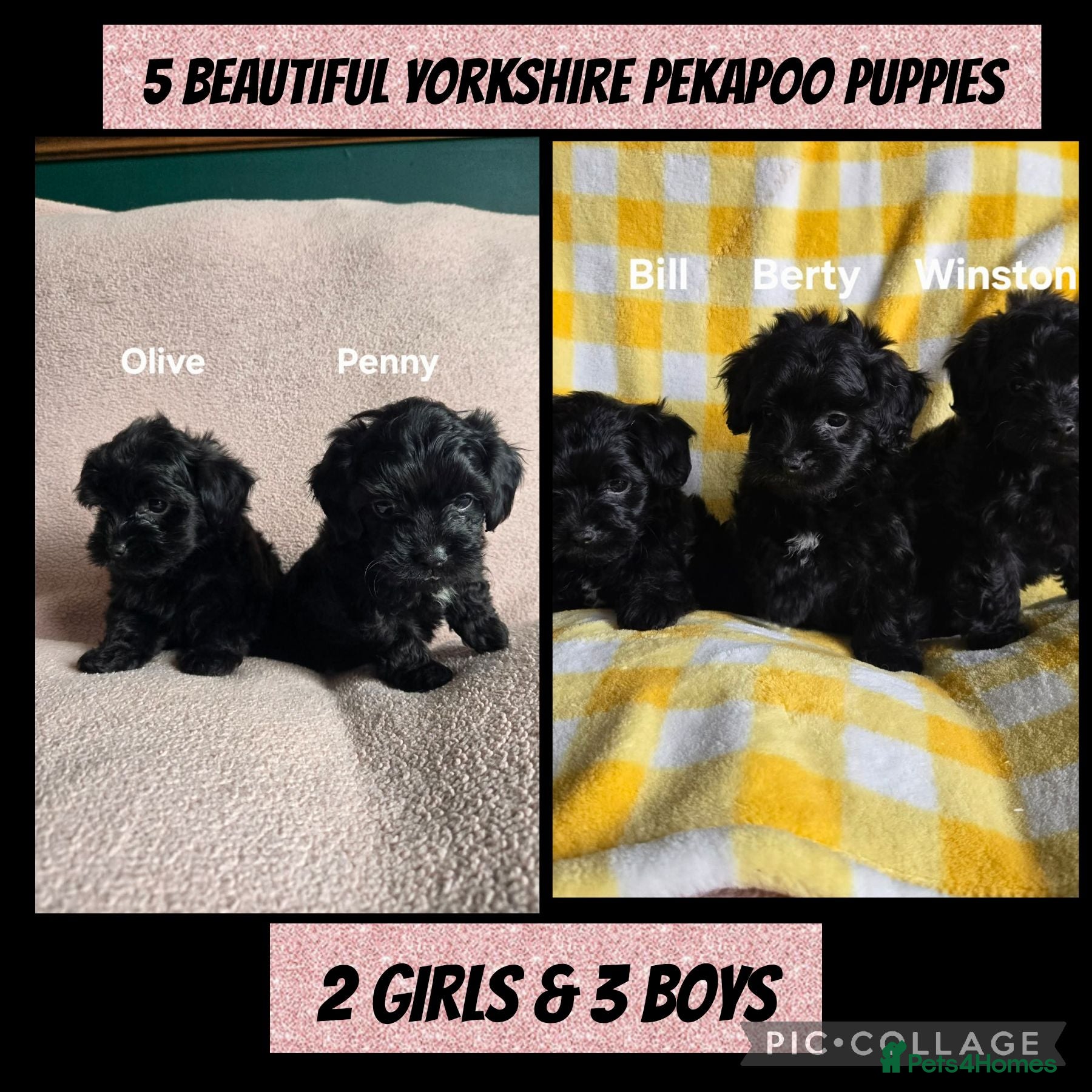 Yorkiepoo dogs ONLY 3 LEFT - 5 Tiny YORKSHIRE PEKAPOO Puppies - Advert 4