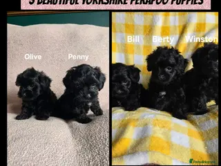Yorkiepoo dogs ONLY 2 LEFT - 5 Tiny YORKSHIRE PEKAPOO Puppies - Advert 1