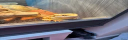 Bearded Dragon reptiles for sale: Male citrus red leather back with maxi viv - Advert 7