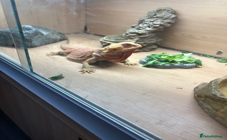 Bearded Dragon reptiles Girl beared dragon beautiful really well tamed  - Advert 1