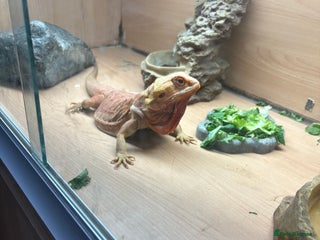 Bearded Dragon reptiles Girl beared dragon beautiful really well tamed - Advert 1