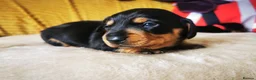 Miniature Dachshund dogs for sale: KC Stunning litter of girls 💗 - Advert 10
