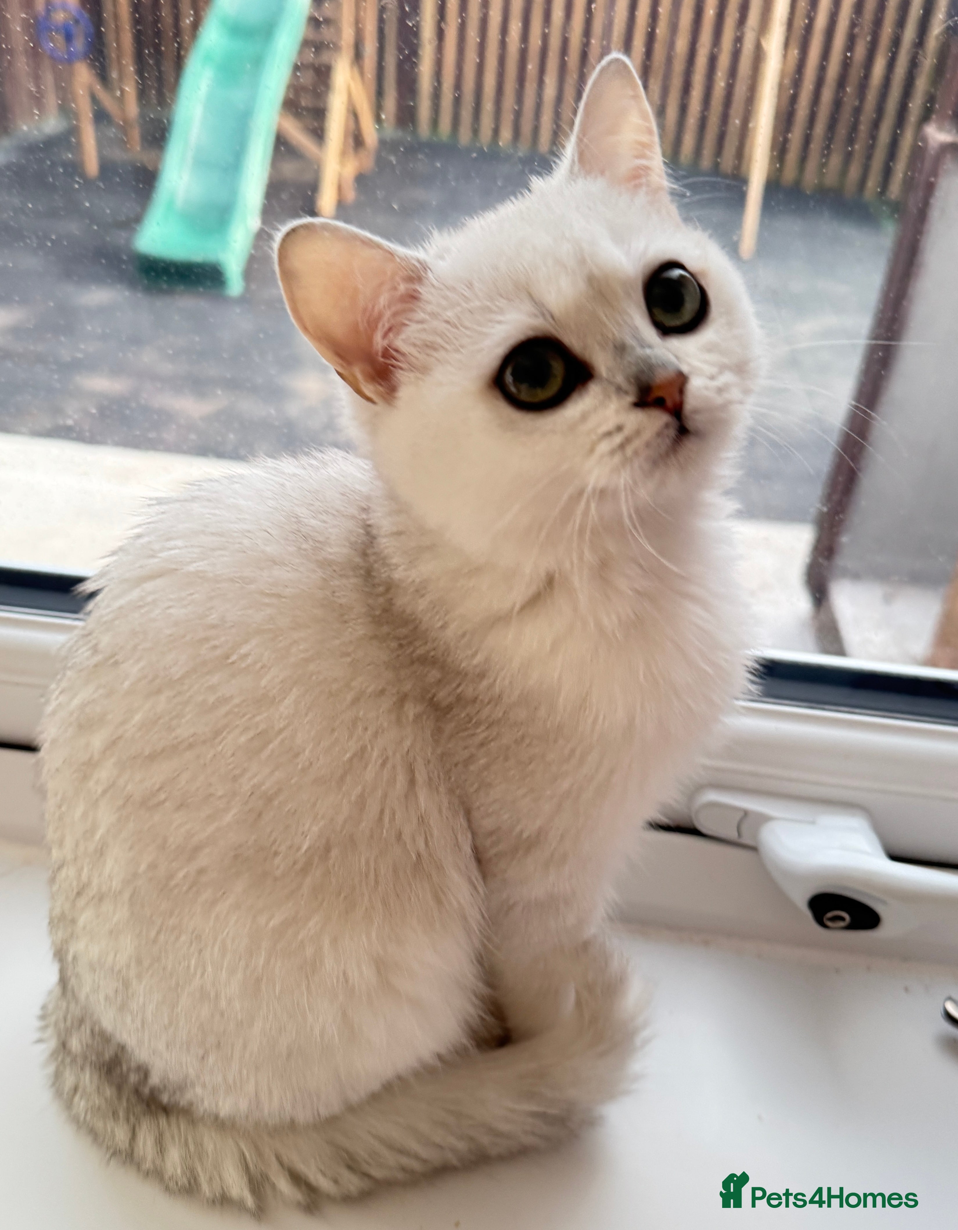 British Shorthair cats GCCF Registered British Shorthair Stud - Advert 2