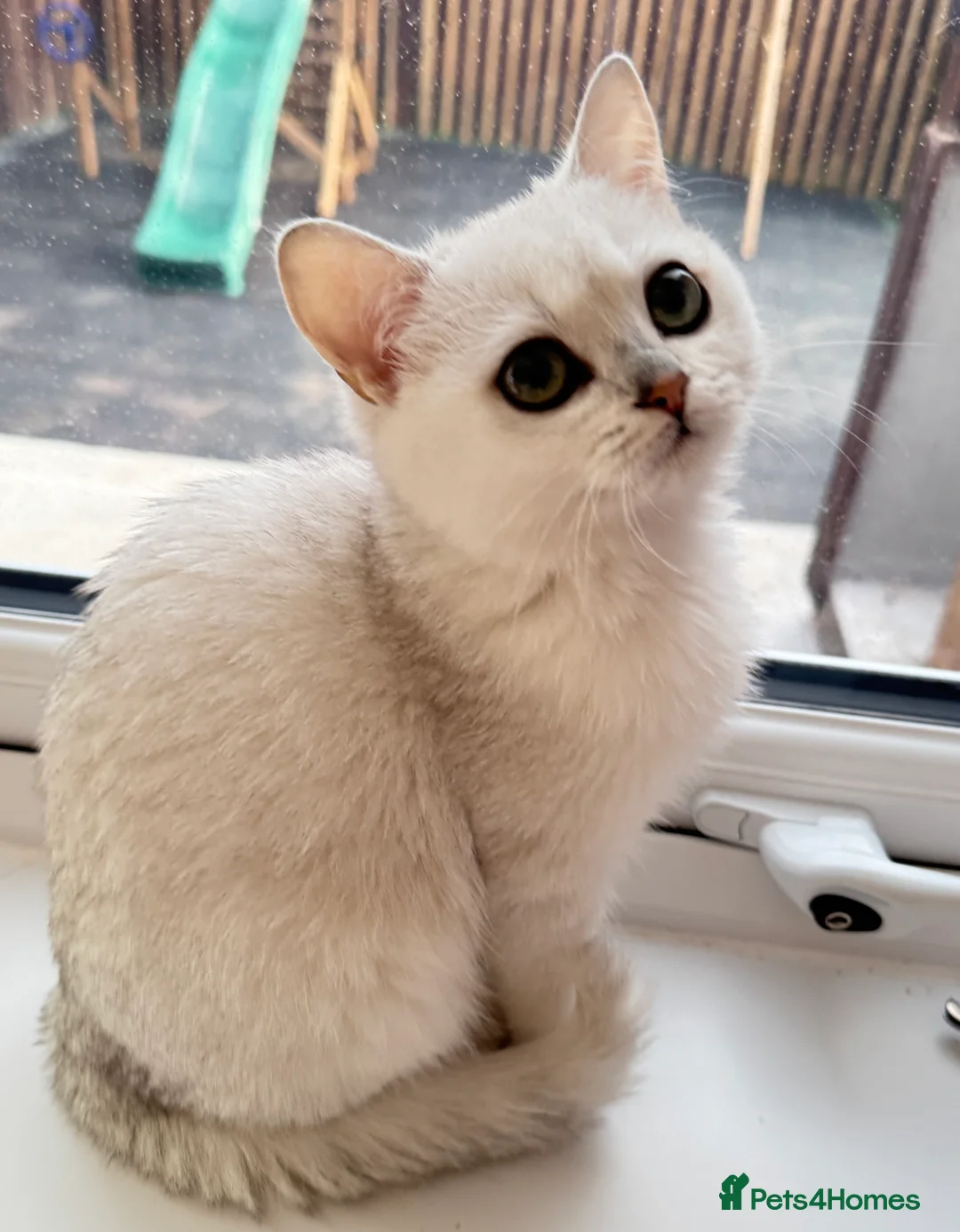 British Shorthair cats for stud: GCCF Registered British Shorthair Stud - Advert 1