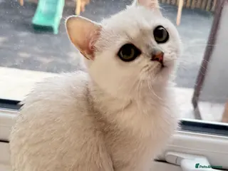 British Shorthair cats GCCF Registered British Shorthair Stud - Advert 2