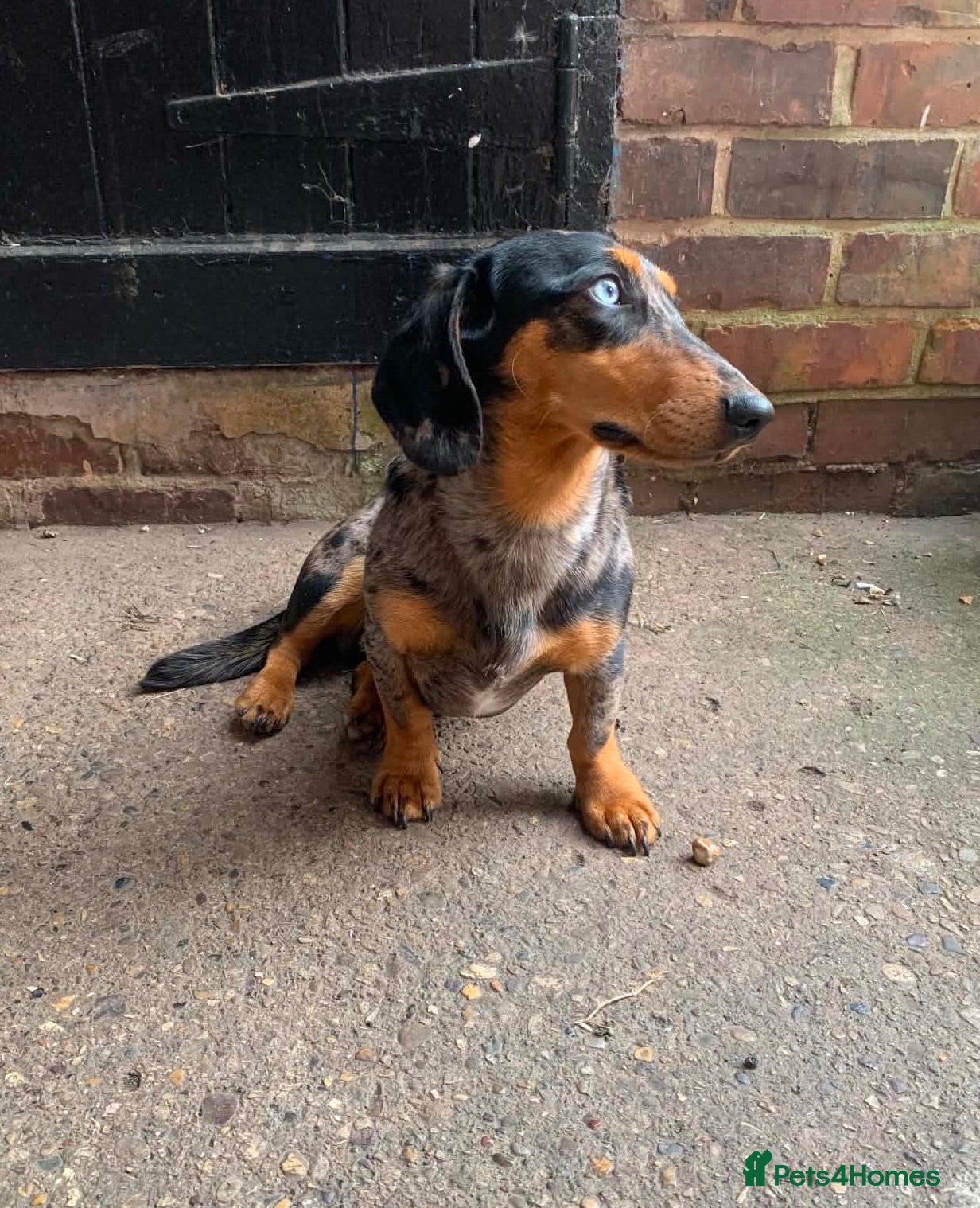 Miniature Dachshund dogs Miniature Dapple Dachshund  - Advert 1
