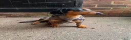 Miniature Dachshund dogs for sale: Miniature Dapple Dachshund  in Middlesbrough - Advert 1