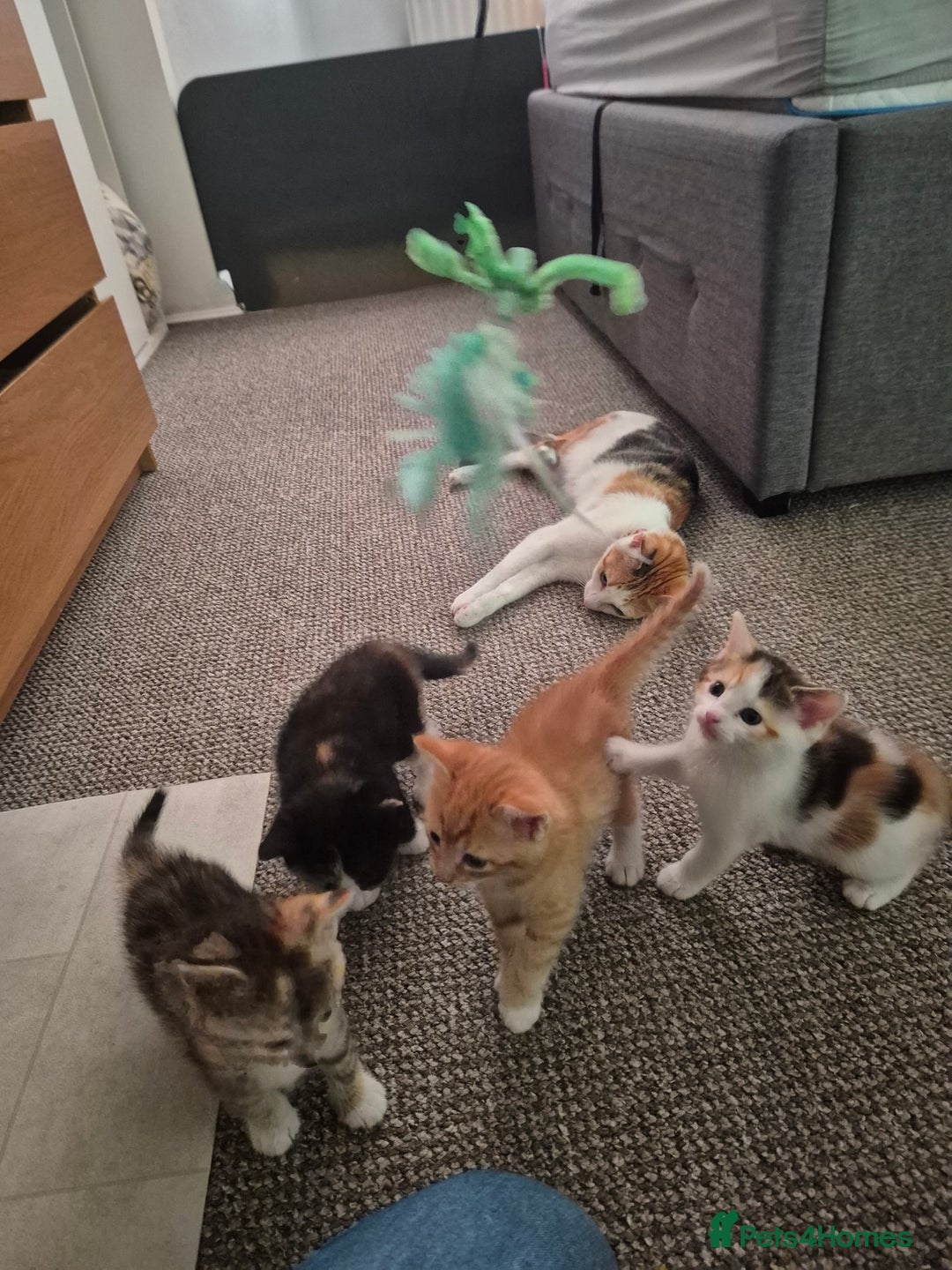 Domestic Shorthair cats for sale: 4 beautiful kittens domestic short-hair. - Image 3