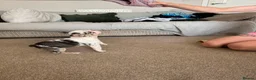 French Bulldog dogs for sale: French bulldogs  - Advert 4