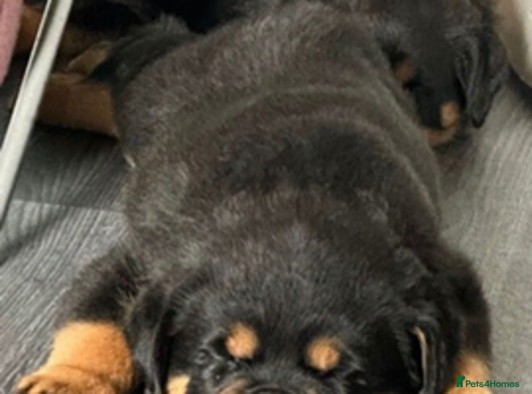 Rottweiler dogs for sale: Nice big chunky block head rottweilers  - Advert 10