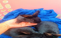 Alaska rabbits for sale: 4 Alaskan baby bunnies  - Image 2