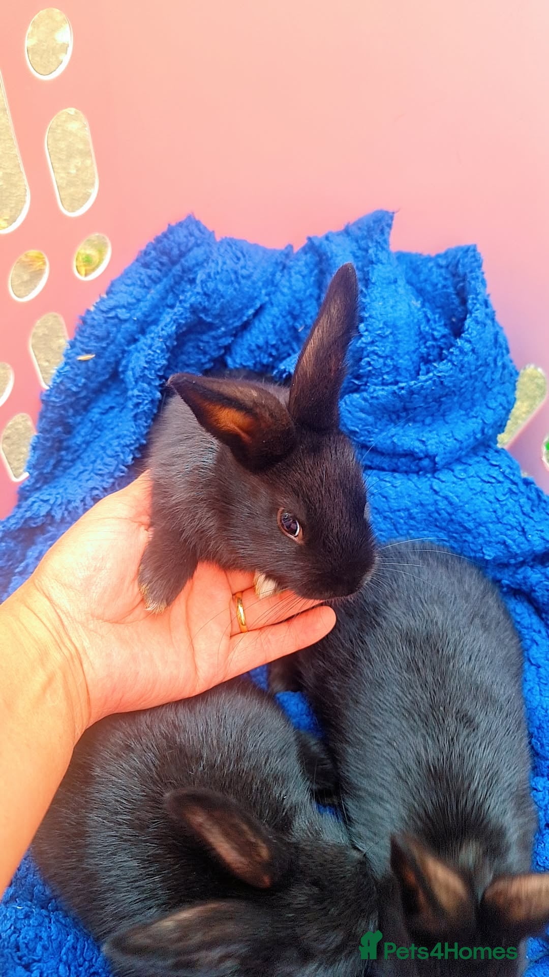 Alaska rabbits for sale: 4 Alaskan baby bunnies  - Image 2