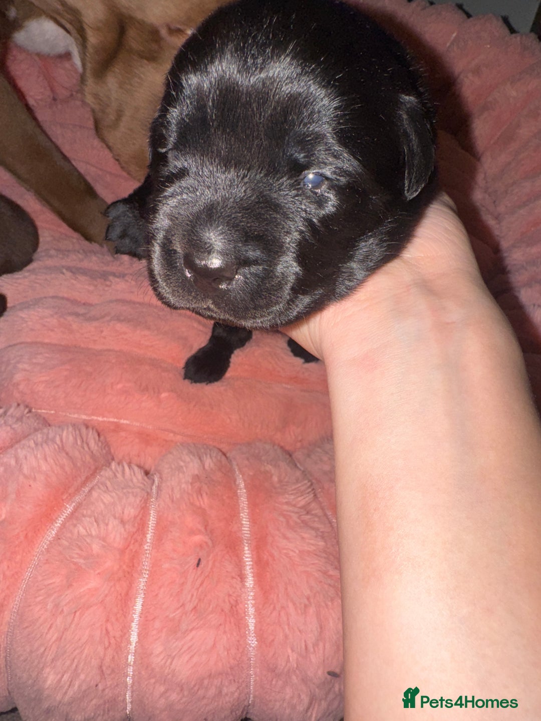 Mixed Breed dogs for sale: Shar Pei cross breed X Labrador Puppies  - Advert 28