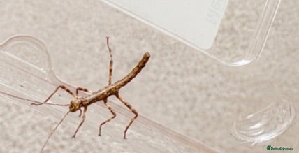Stick Insects invertebrates Sungaya stick insect - Advert 7
