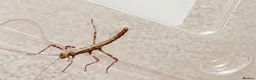Stick Insects invertebrates for sale: Sungaya stick insect - Advert 1