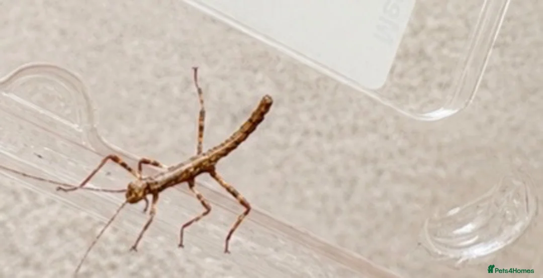 Stick Insects invertebrates for sale: Sungaya stick insect - Advert 1