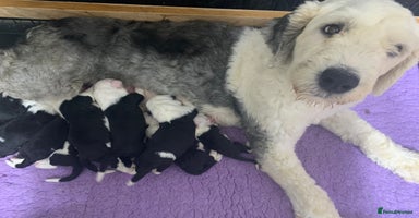 Old English Sheepdog dogs - Advert 2