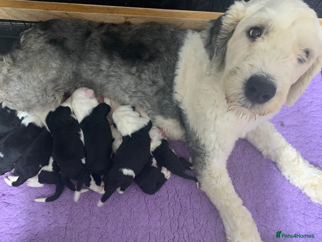 Old English Sheepdog dogs for sale: Stunning Old English Sheepdog Puppies KC Reg - Image 10